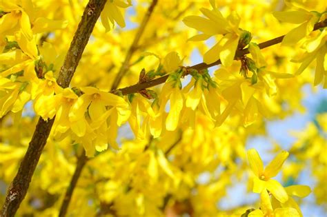How To Prune Forsythia The Complete Pruning Guide