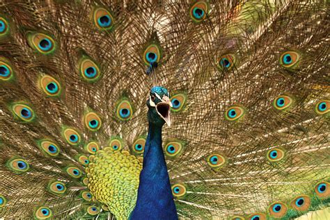 Screaming Peacock Photograph By Jessica Annalee Fine Art America