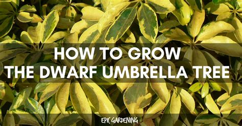 Dwarf Umbrella Tree Toxic To Cats - Spider Plant Toxic To Cats