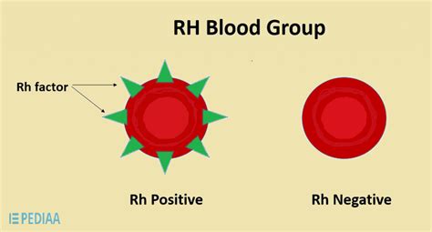 Difference Between Positive And Negative Blood Definition