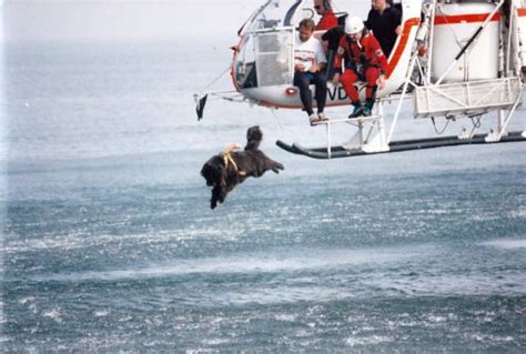 The Newfoundland Rescue Dog Is An Essential Member Of The Coast Guard