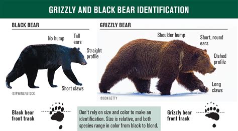 Grizzly Bear Size Comparison To Human
