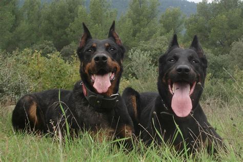 Purebred beauceron puppies & dogs for sale. Cars, Women, Dog breeds ? Who is who ? - General Talk ...