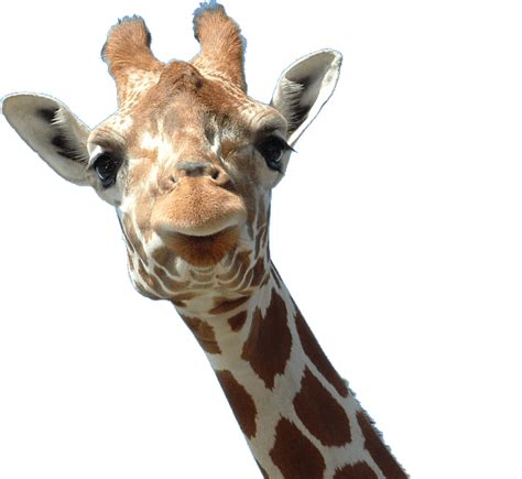Télécharger Tête De Giraffe Png Transparent Stickpng