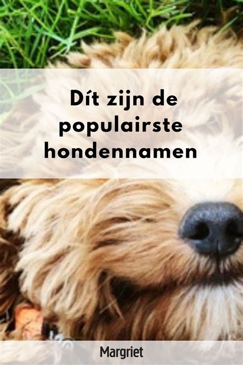 Op Zoek Naar Een Leuke Hondennaam Dít Zijn De Populairste Hondennamen