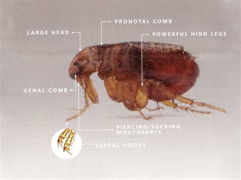 Flea Chart 2 1000px Mississauga Pest Control