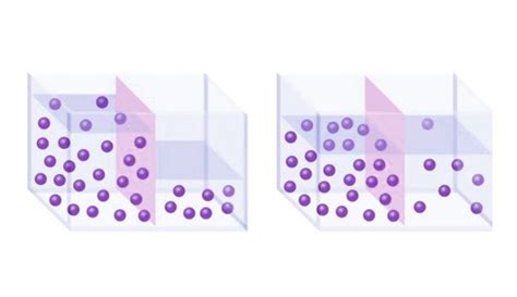 Osmosis ¿qué Es Definición Proceso Importancia Y Tipos