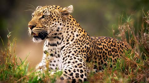 Animals Leopard Wallpapers Hd Desktop And Mobile