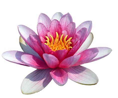 Water Lily Transparent Png All