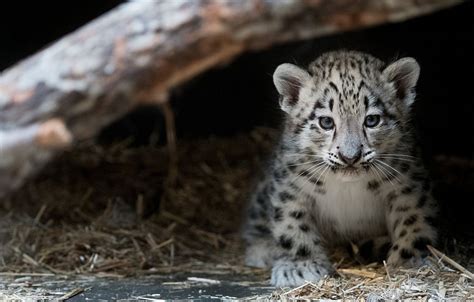 Cleveland Metropark Zoos New Baby Snow Leopard Photos