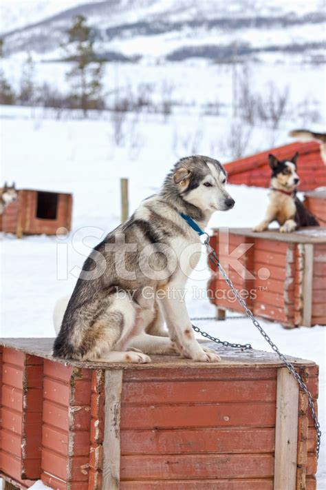 Husky Sled Dog Stock Photo Royalty Free Freeimages