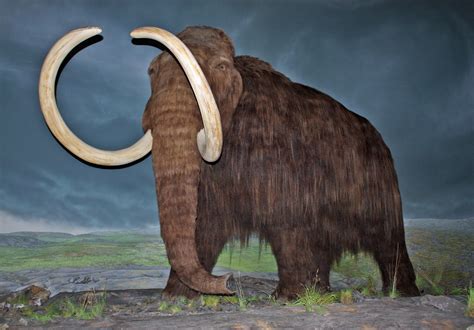Filewoolly Mammoth Rbc Wikimedia Commons
