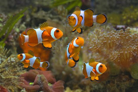 Jenis jenis ikan laut beserta gambarnya. 7 Rekomendasi Ikan Hias Air Laut dengan Warna Cantik ...