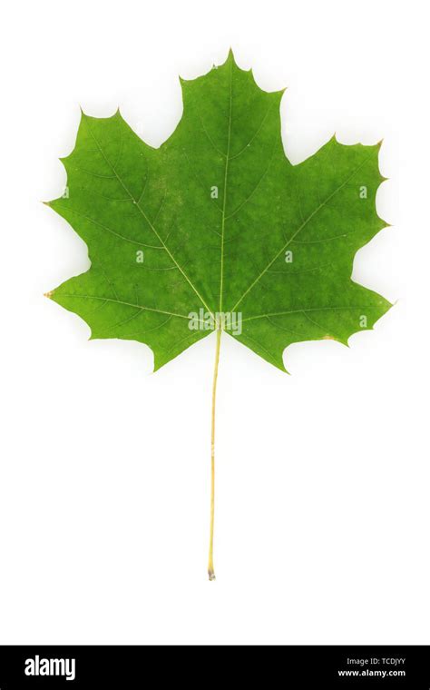 Beautiful Green Maple Leaf Isolated On White Stock Photo Alamy