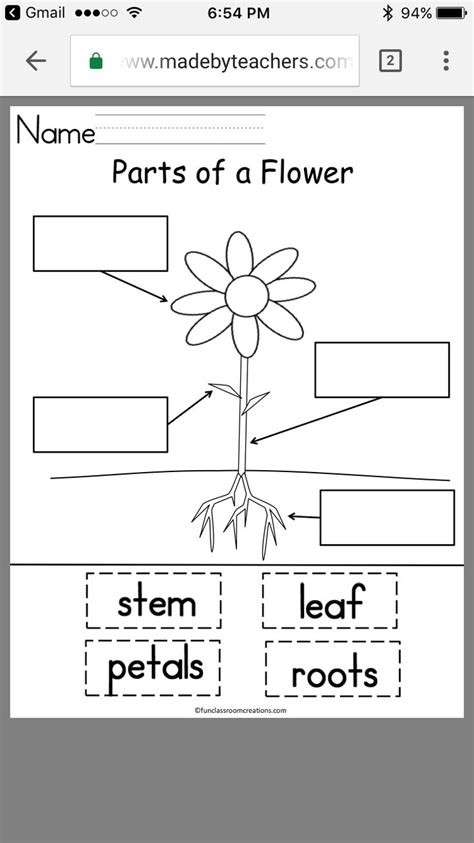 Parts Of A Flower Worksheet For Preschoolers