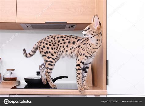 Serval Cat Haustier