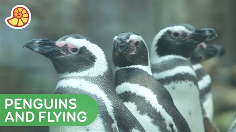 Why Penguins Cant Fly Mysteries Of Evolution Youtube