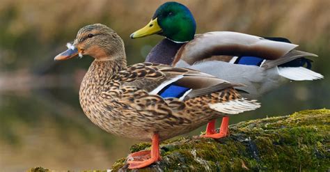 Mexican Duck Vs Mallard What Are The Differences