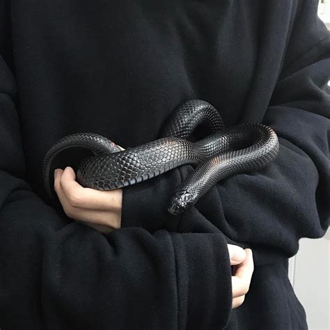 42 Aesthetic Pictures Of Snakes Iwannafile