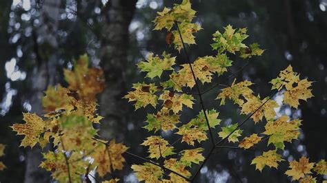 7art Autumn Leaves Screensaver Put A Natural Landscape To Your Desktop