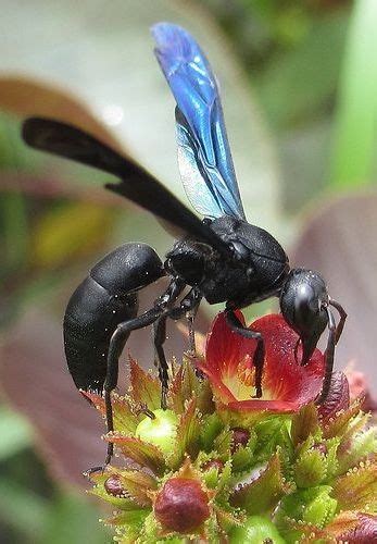 ˚black Potter Wasp Anterhynchium Fallax Eumenidae Hymenoptera By