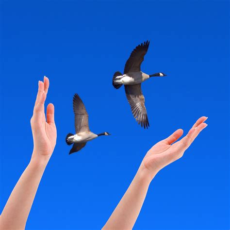Wondering how you can keep flies away from your home? Fly Away | Flies away, Flying