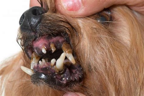 Cane Anziano Perde I Denti Perché Accade E Cosa Si Può Fare
