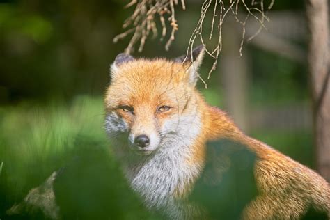 Red Fox Animal Wildlife Free Photo On Pixabay