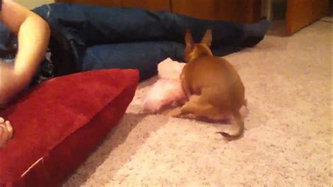 Funny Dog Humping Stuffed Animal Youtube