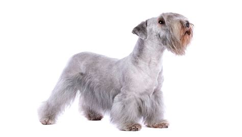 Cesky Terrier Dog Breed Information Purina
