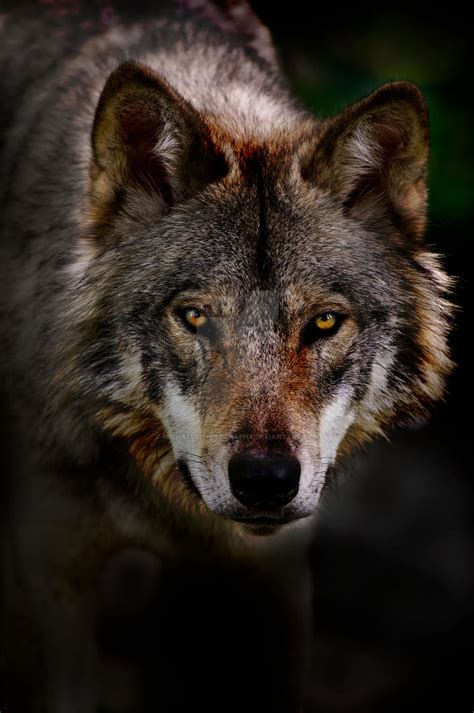 Timber Wolf Portrait 2 By Michaelsphotography On Deviantart