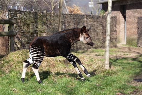 The Okapi The Shy Forest Dwellers Of Central Africa Africa Geographic