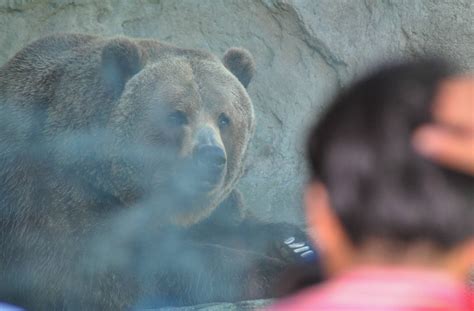 Brown Bear Exhibit Den View Zoochat