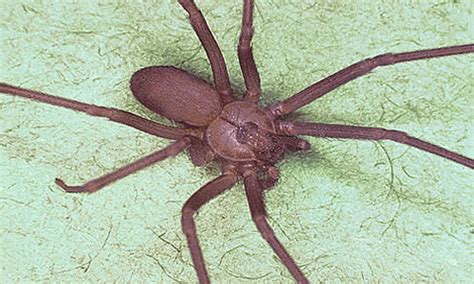 Brown Recluse Spider Facts Bite Pictures And Habitat