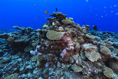 Vista Submarina Del Arrecife De Coral Del Atolón Palmerston De L Foto