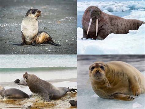 Types Of Seals Top 15 Seal Species With Images And Classification