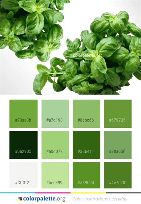 What Color Is Basil A Guide To Identifying The Different Shades Of