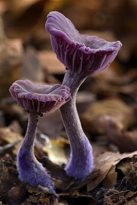 Have A Nice Day Stuffed Mushrooms Magical Mushrooms Plant Fungus