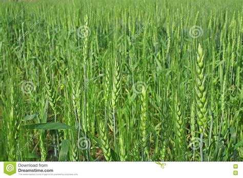 I kept forgetting where certain gatherable crops were at the wheat plantation. Wheat Cultivation And Farming India Royalty Free Stock Image - Image: 783676