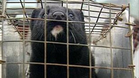 6000 Minks Released By Animal Rights Activists Cbc News