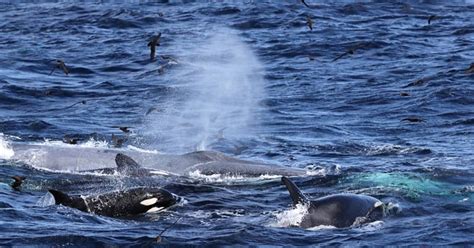 In Photos Huge Group Of Orcas Take Down Blue Whale In Dramatic Hunt
