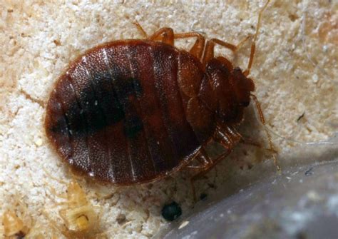 Bed Bug Closeup Entomology Today