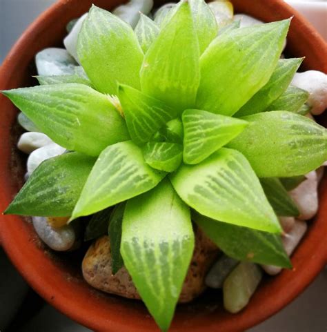 The northern ireland cactus & succulent society show, autumn fair belfast bradford cactus show 1 complete collection plant tour part 2|cactus, succulents, desert plants h&h cactus & succulent nursery 2020 british cactus and succulent national show eng. Cactus and Succulents forum→Show your Haworthia plants ...