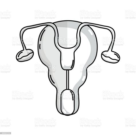 Line Fallopian Tubes And Uterus Women Organs Stock Illustration