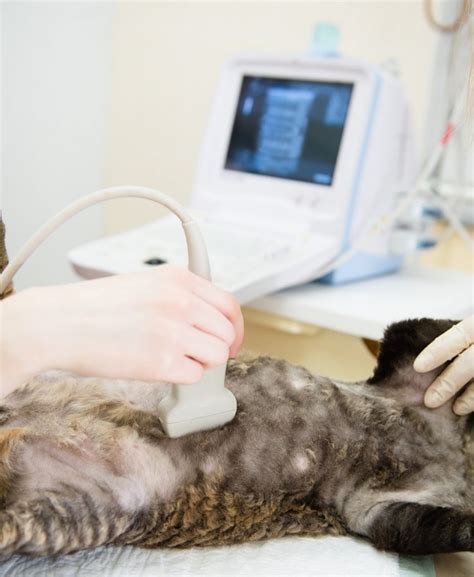 Ultrasound Hub City Veterinary Clinic