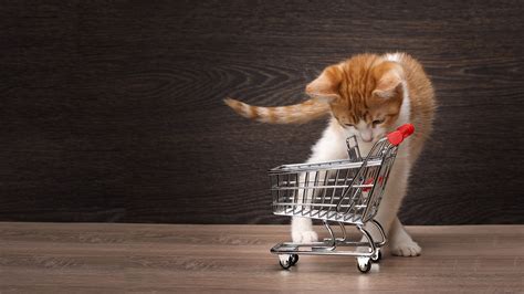 Black Friday Shopping For Cats Purrfect Love