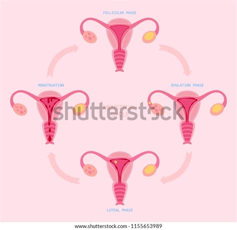 Vector Demonstration Phase Menstrual Cycle Stock Vector Royalty Free