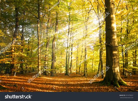 Autumn Forest Landscape Sun Rays Colorful Stock Photo