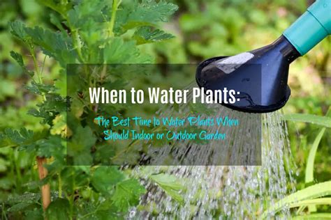 Whats The Best Time To Water Plants F