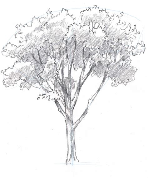 Realistic Tree Drawing Step By Step Easy Drawing Ideas